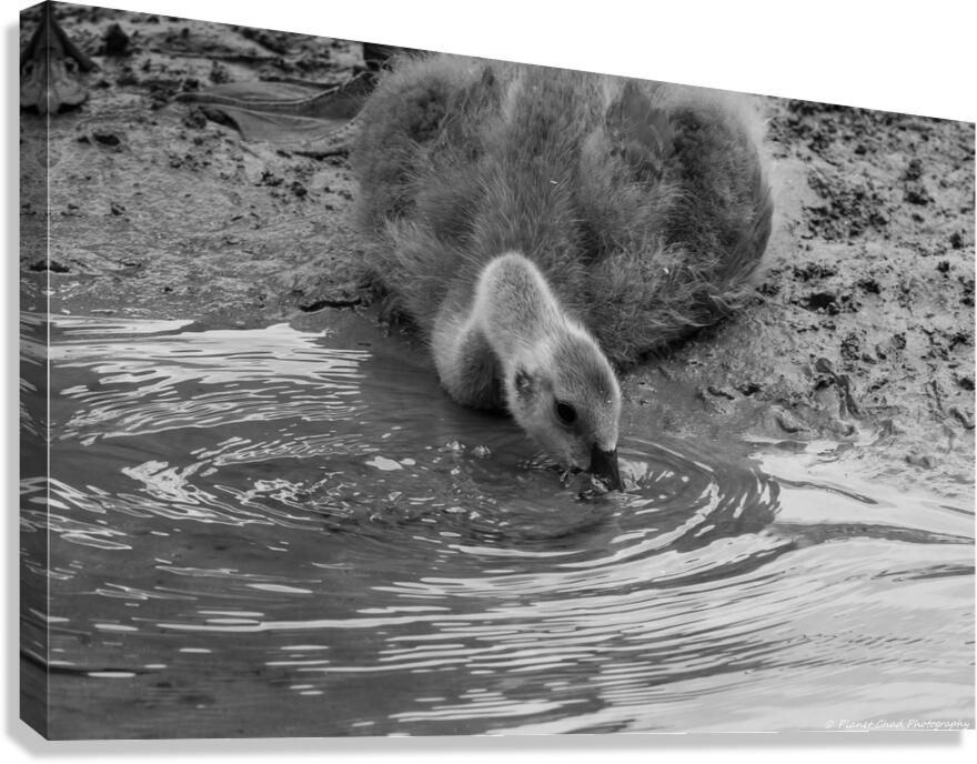 The Stillness of Nature: Gosling and Water Ripples   Canvas Print