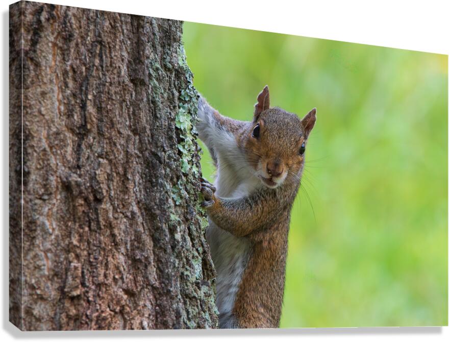 Surprised Squirrel  Canvas Print