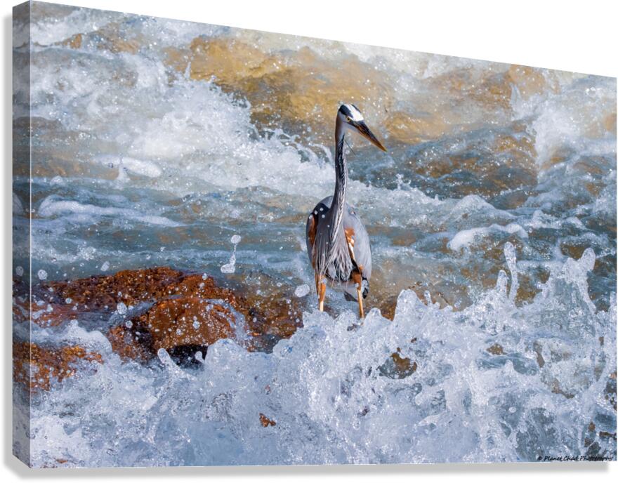 Great Blue Heron - Turbulent Waters   Canvas Print