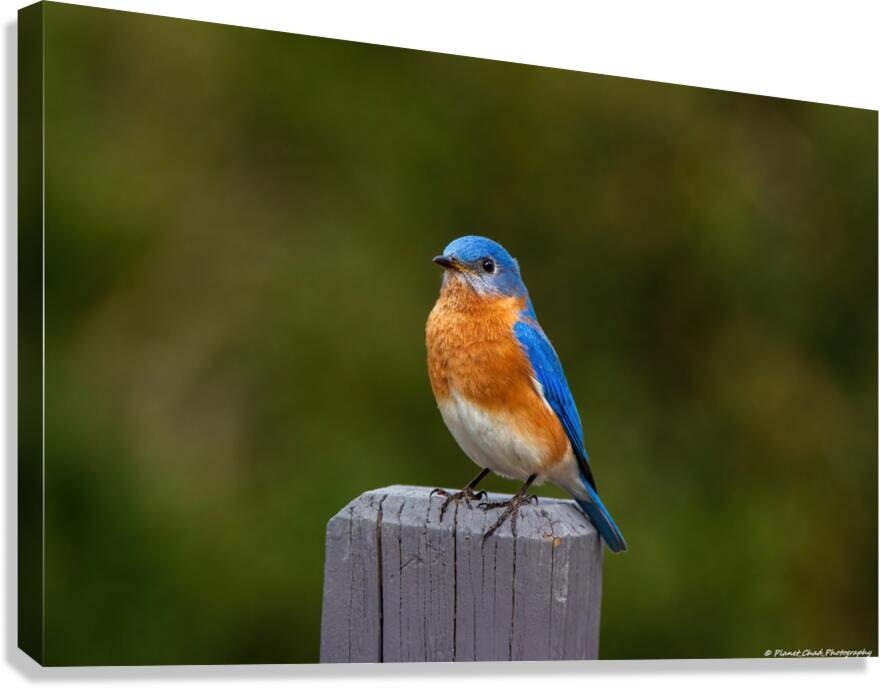 Eastern Bluebird - Colorful  Canvas Print