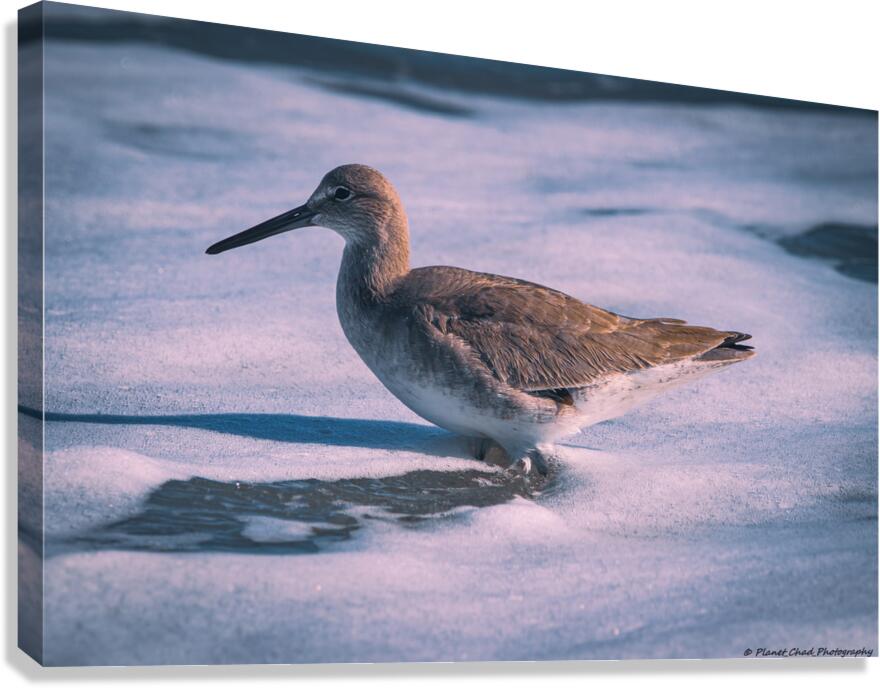 Willet - Gentle Waves  Canvas Print