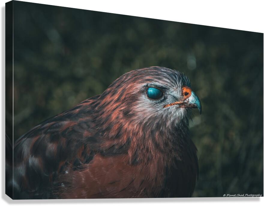 Eye of the Hawk  Canvas Print