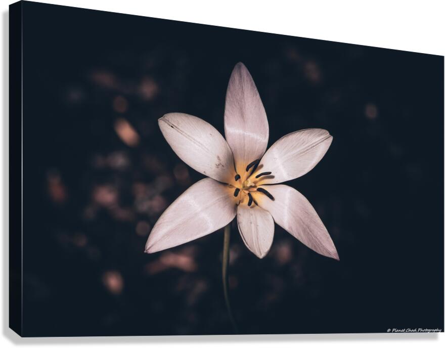 Lady Tulip - Artistic  Canvas Print