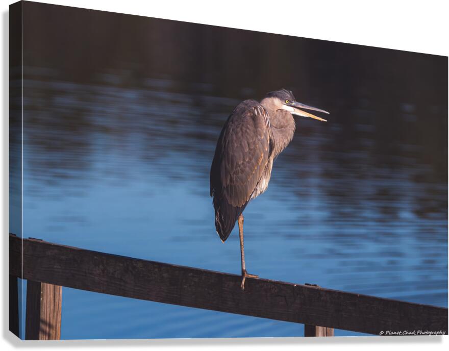 Great Blue Heron - Evening Watch  Canvas Print