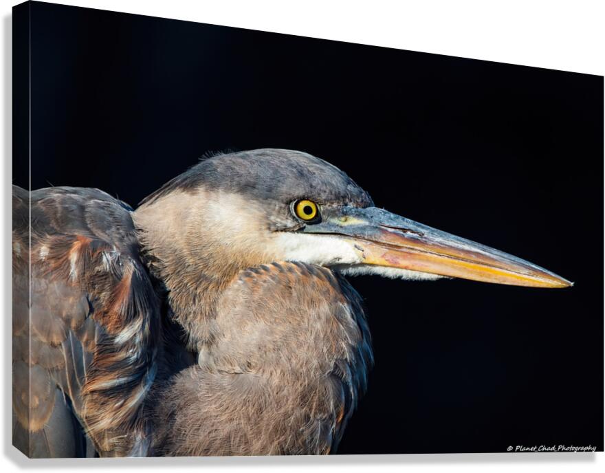 Great Blue Heron - Up Close  Canvas Print
