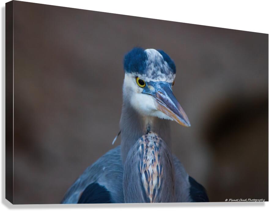 Great Blue Heron - Grumpy Heron  Canvas Print