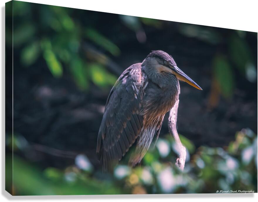 Great Blue Heron - Inner Peace  Canvas Print