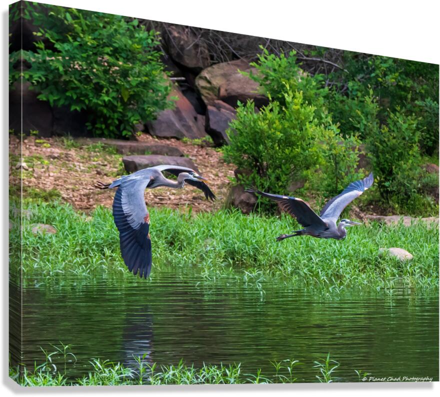 Great Blue Heron couple in flight  Canvas Print