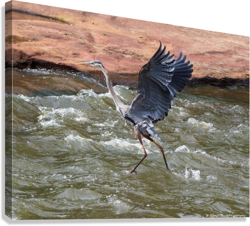 Great Blue Heron - Walking On Water  Canvas Print