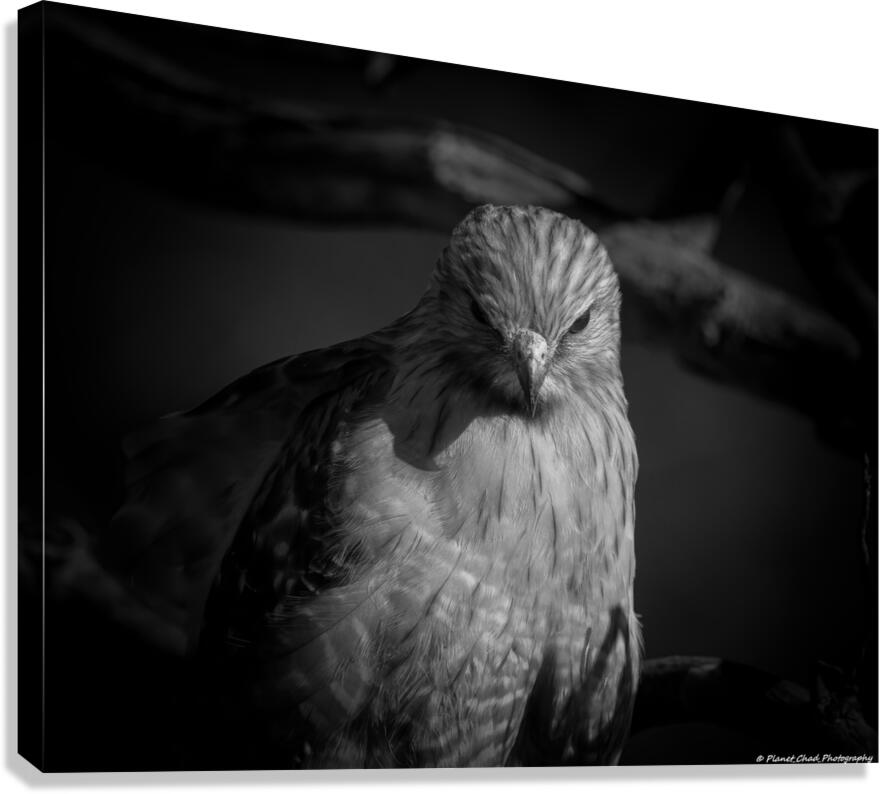 Red Shouldered Hawk - From the Shadows  Canvas Print