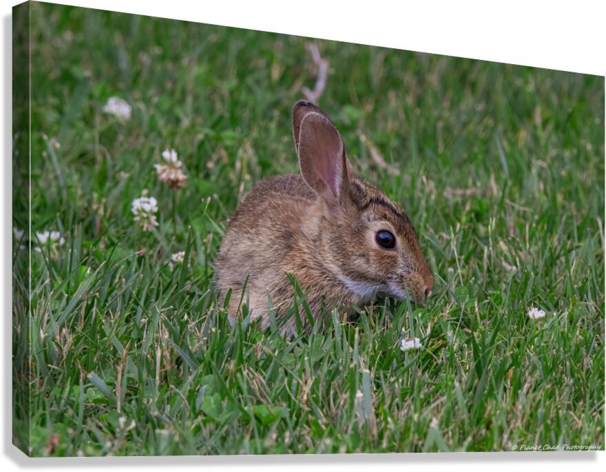 Backyard Bunny - Springtime Canvas Print