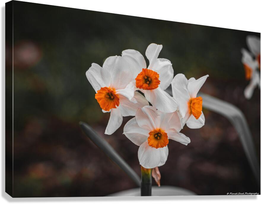 Bunchflower Daffodil - Artistic  Canvas Print