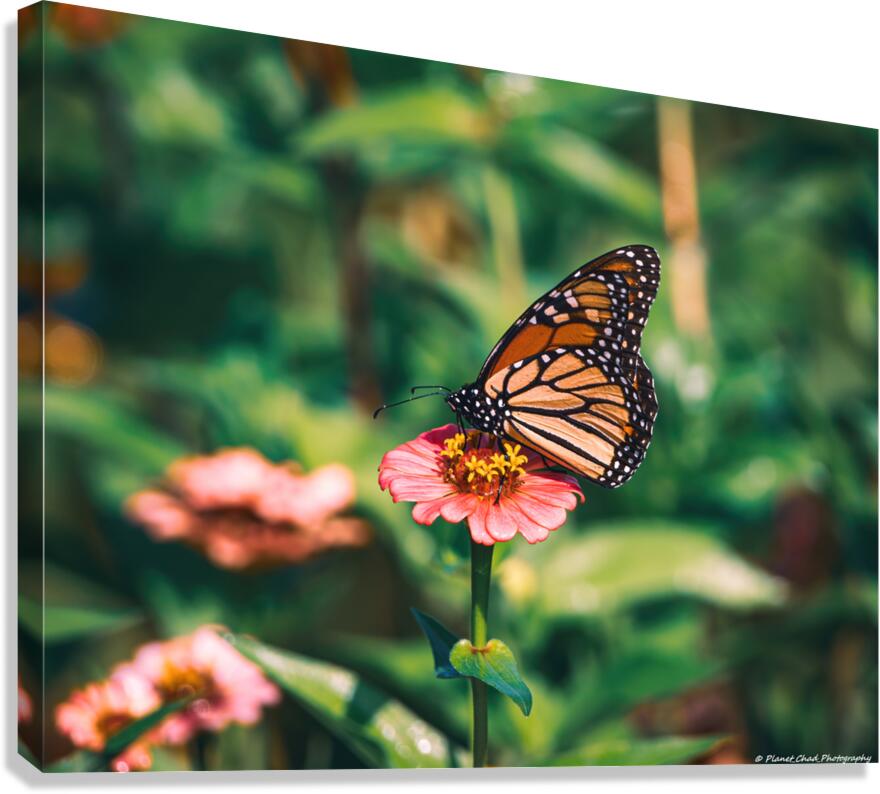 Monarch Butterly - Zinnia Love  Canvas Print