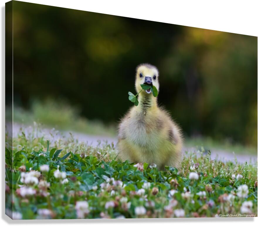 Canada Goose - Happy Gosling  Canvas Print