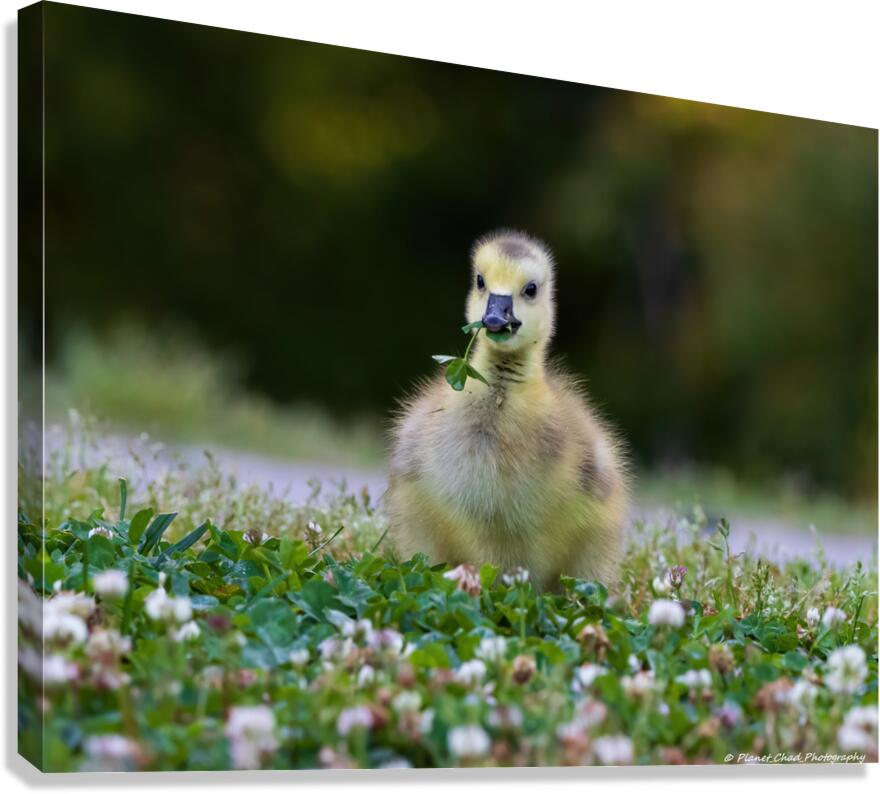 Canada Goose - Adorable Gosling  Canvas Print