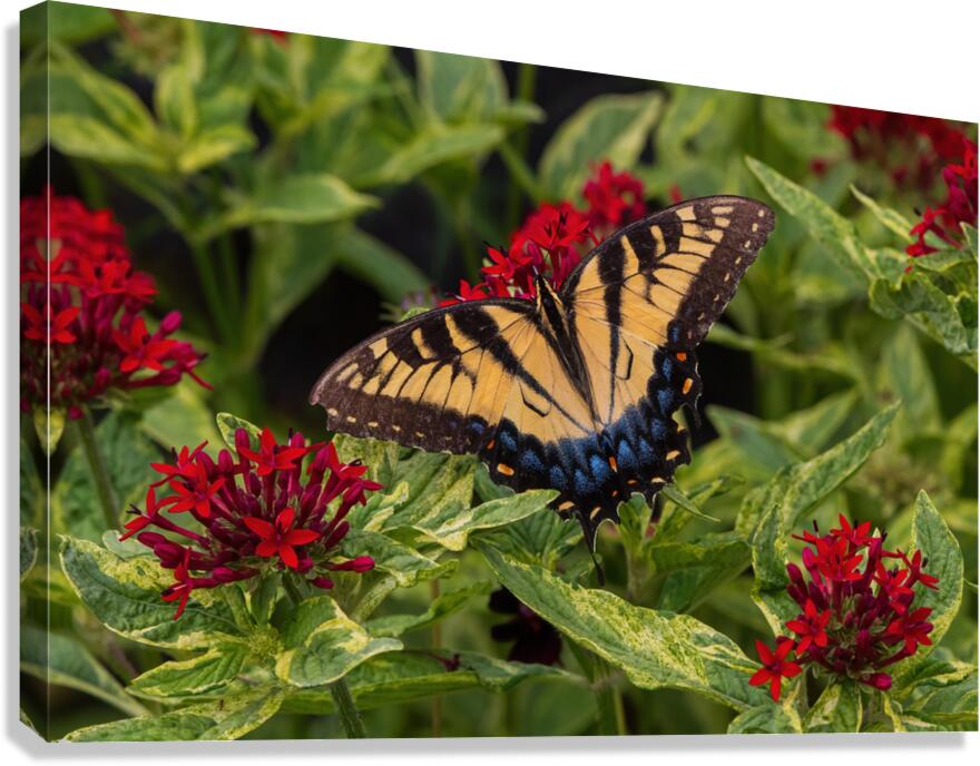 Eastern Tiger Swallowtail - Crimson Pentas Delight Canvas Print
