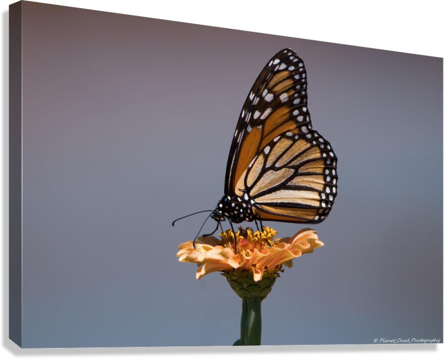 Beautiful Monarch Butterfly  Canvas Print