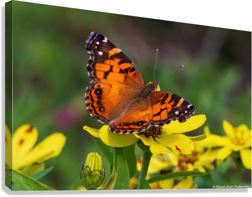 Painted Lady Butterfly - Full of Color  Canvas Print