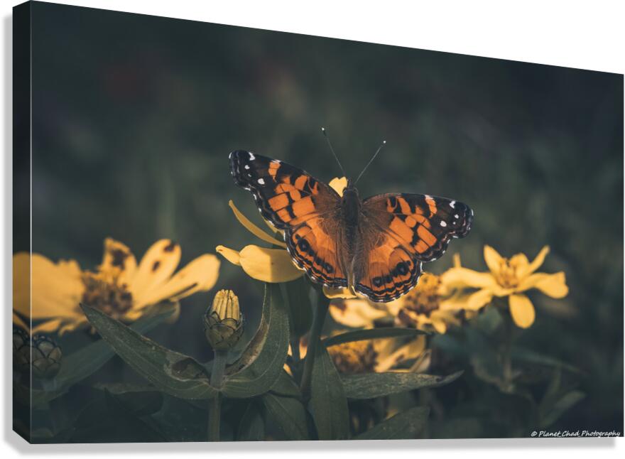 Painted Lady Butterfly - Artistic  Canvas Print