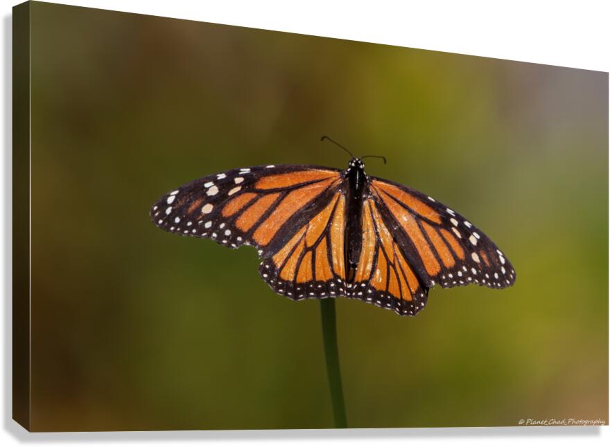 Monarch Butterfly Wing Spread  Canvas Print