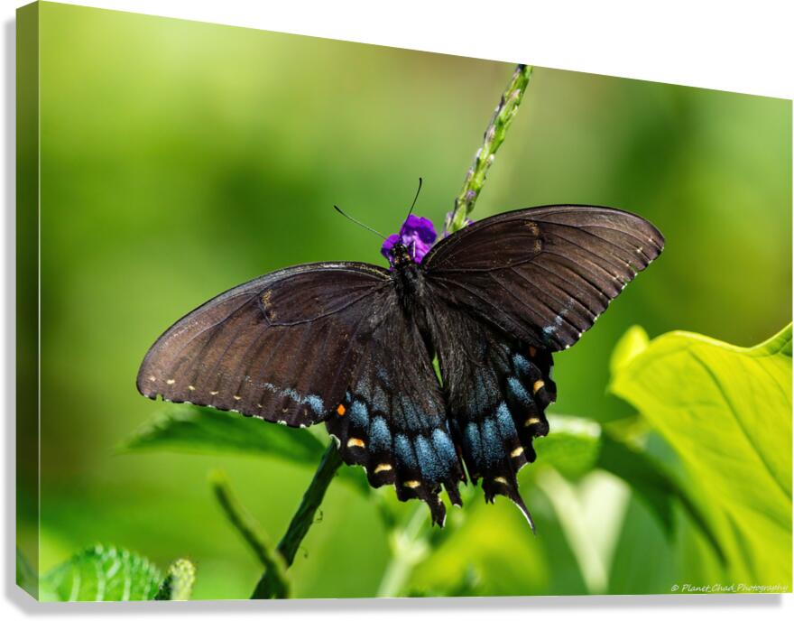 Eastern Tiger Swallowtail Dark Morph  Canvas Print