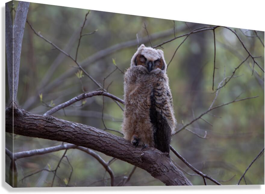 Great Horned Owlet - Forest Nap  Canvas Print