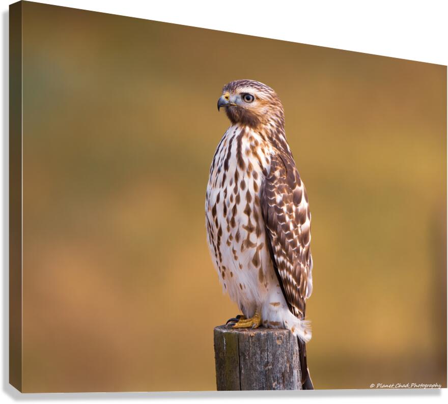 Red Shouldered Hawk - Perfect Pose  Canvas Print