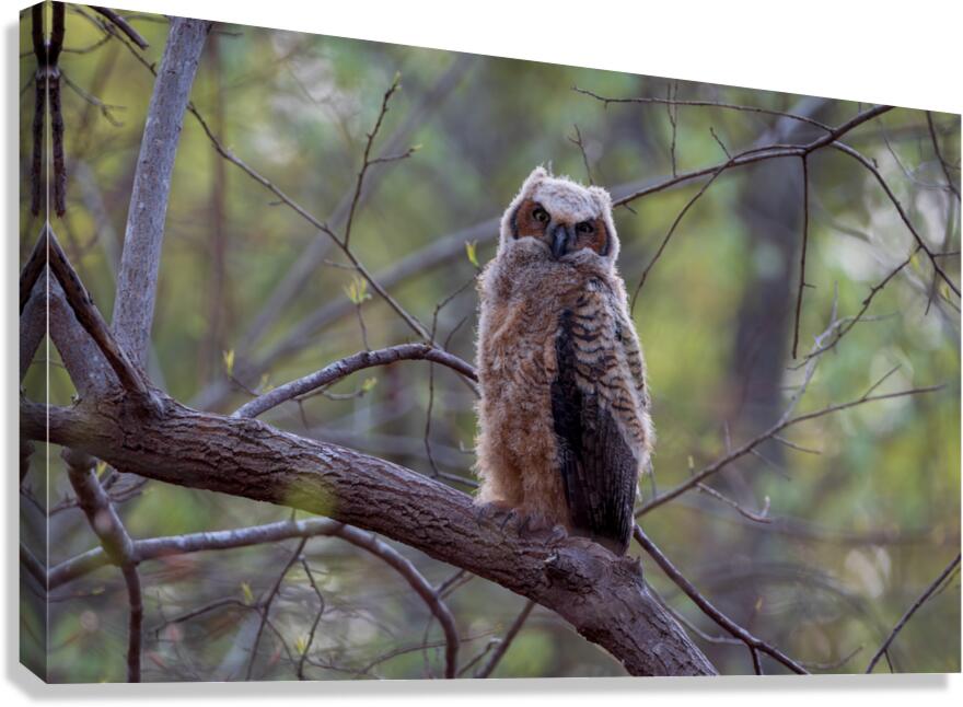 Great Horned Owlet  Canvas Print