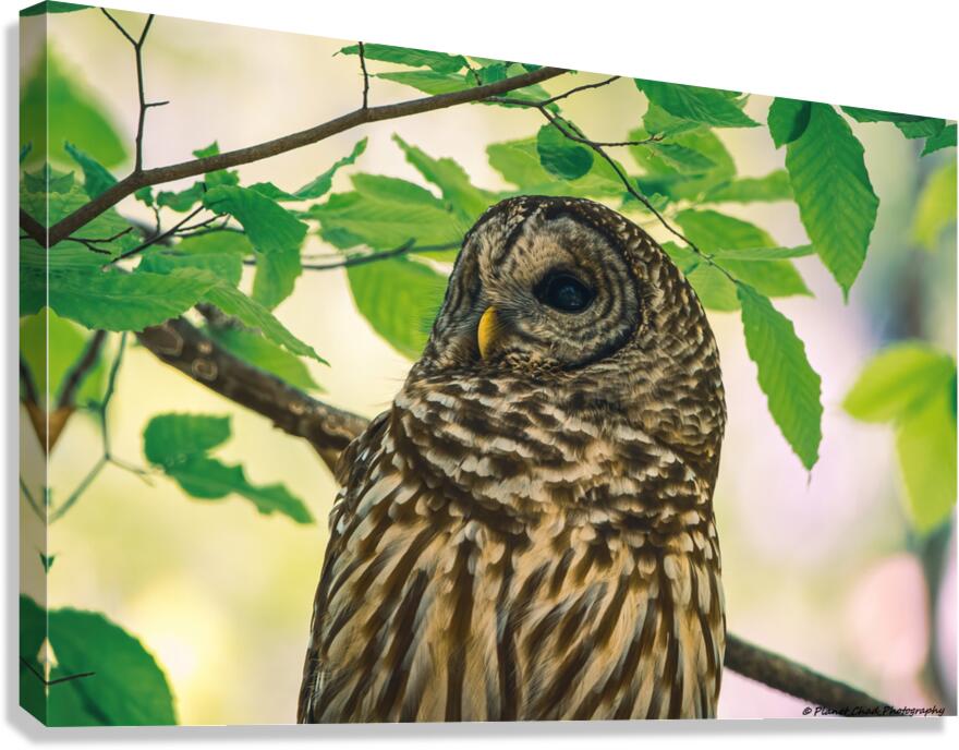 Barred Owl - Reflection  Canvas Print