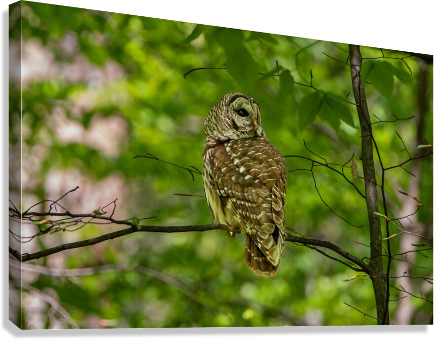 Barred Owl In Tree  Canvas Print
