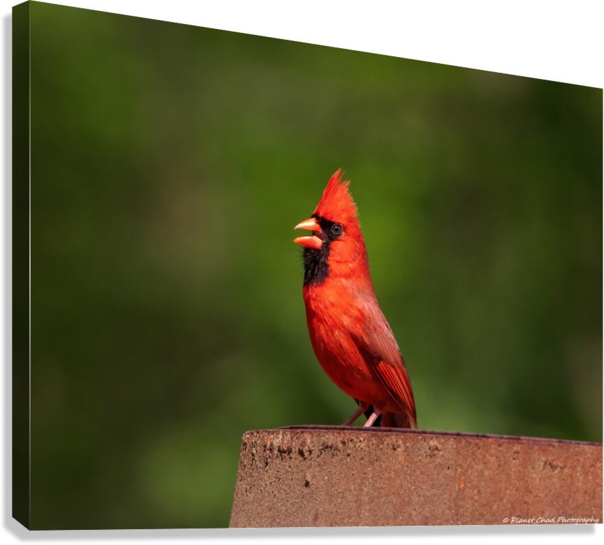 Singing Cardinal  Canvas Print