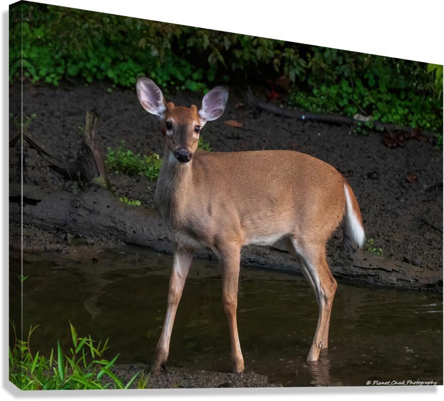Playful White Tailed Deer in Creek  Canvas Print