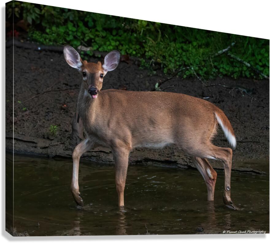 Playful Deer - Sticking Tongue Out  Canvas Print