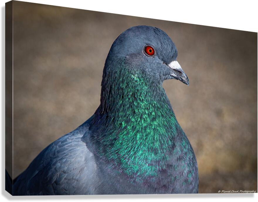 Rock Pigeon Portrait  Canvas Print