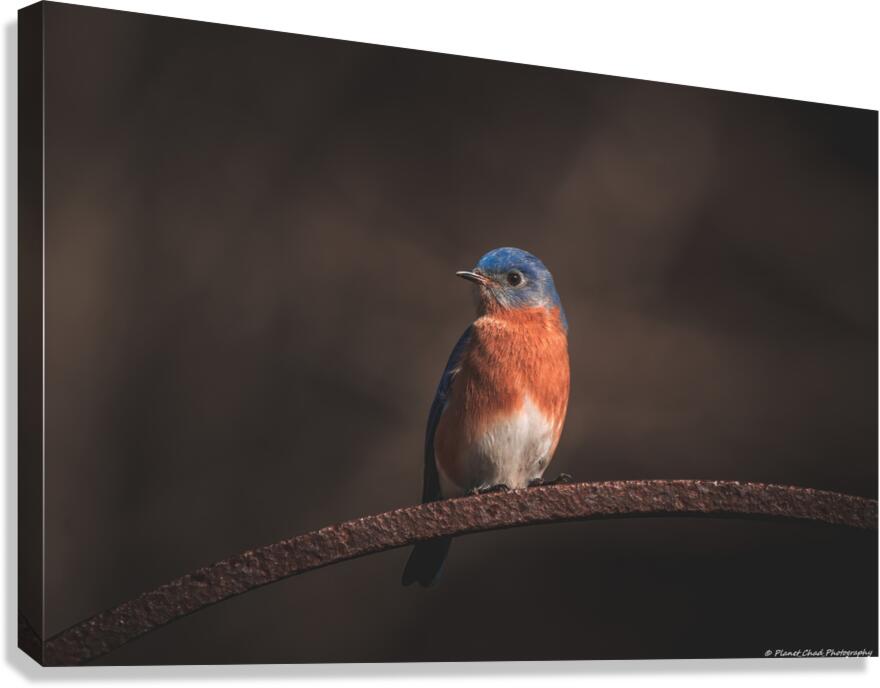 Eastern Bluebird - Springtime Canvas Print