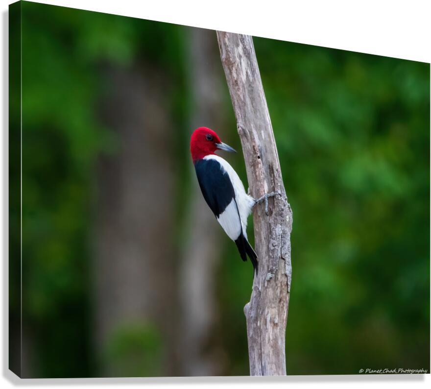 Red Headed Woodpecker  Canvas Print