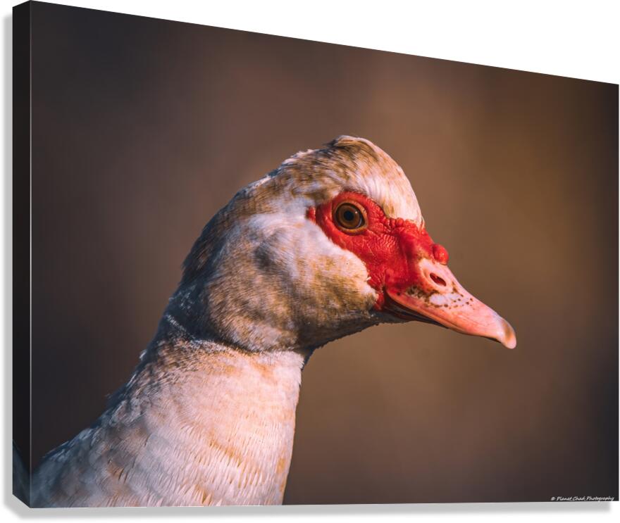 Female Muscovy Duck - Portrait  Canvas Print
