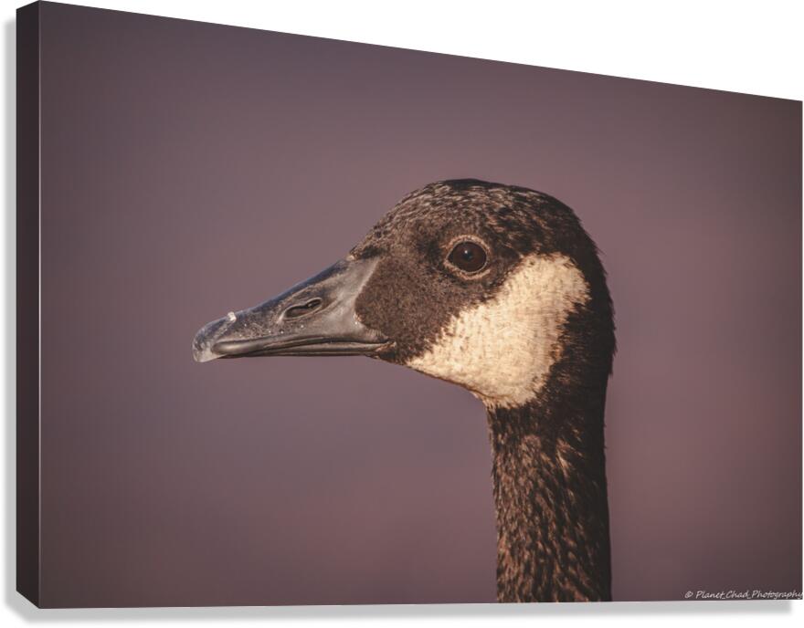 Portrait of a Canada Goose  Canvas Print