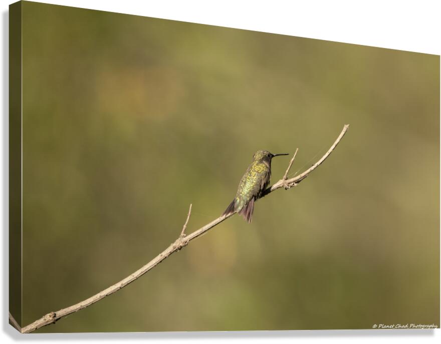 The Lonely Hummingbird  Canvas Print