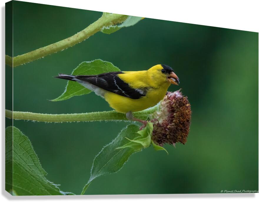 American Goldfinch - Mouthful of Seeds  Canvas Print