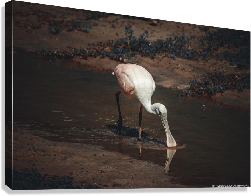 Beautiful Roseate Spoonbill  Canvas Print