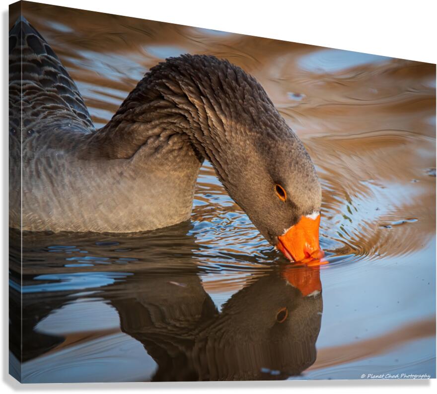 Graylag Goose - Reflection  Canvas Print