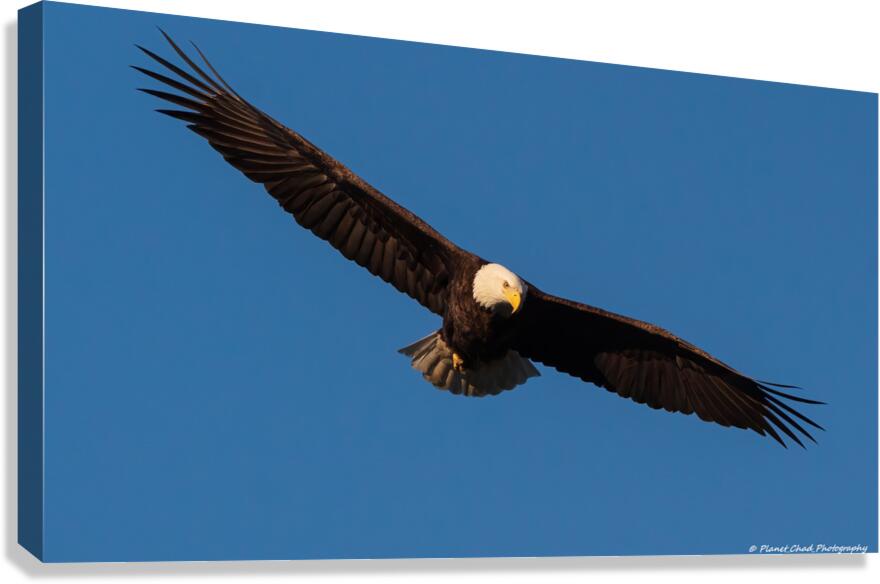 Bald Eagle - On The Hunt  Canvas Print