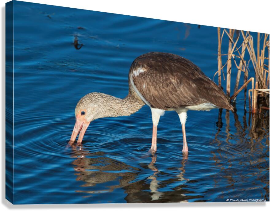 Juvenile White Ibis Feeding  Canvas Print