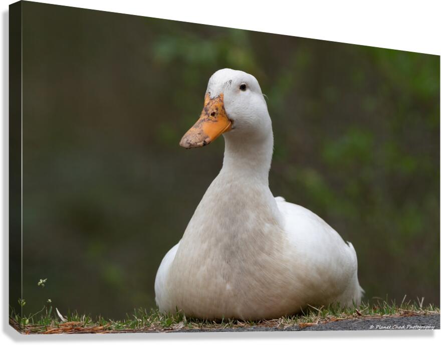 Peaceful Pekin  Canvas Print