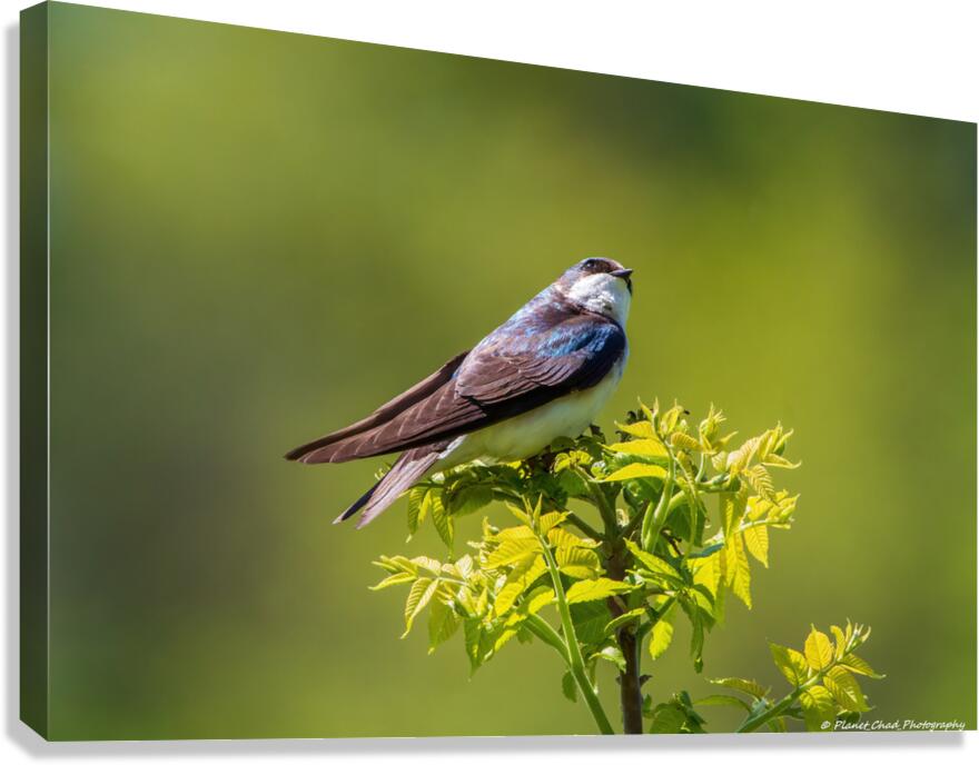 Tree Swallow - Looking Up Canvas Print