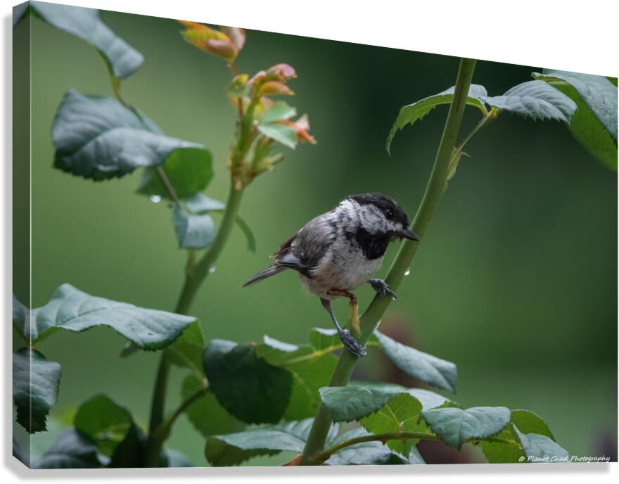 Carolina Chickadee - After The Rain  Canvas Print