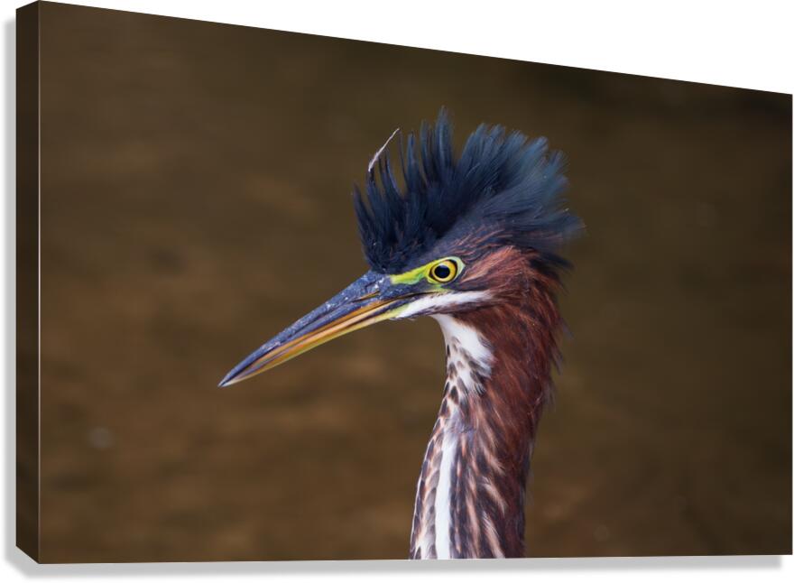 Green Heron - Flushed and Fabulous Impression sur toile