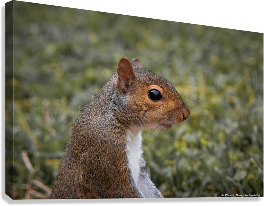 Eastern Gray Squirrel - Portrait  Canvas Print
