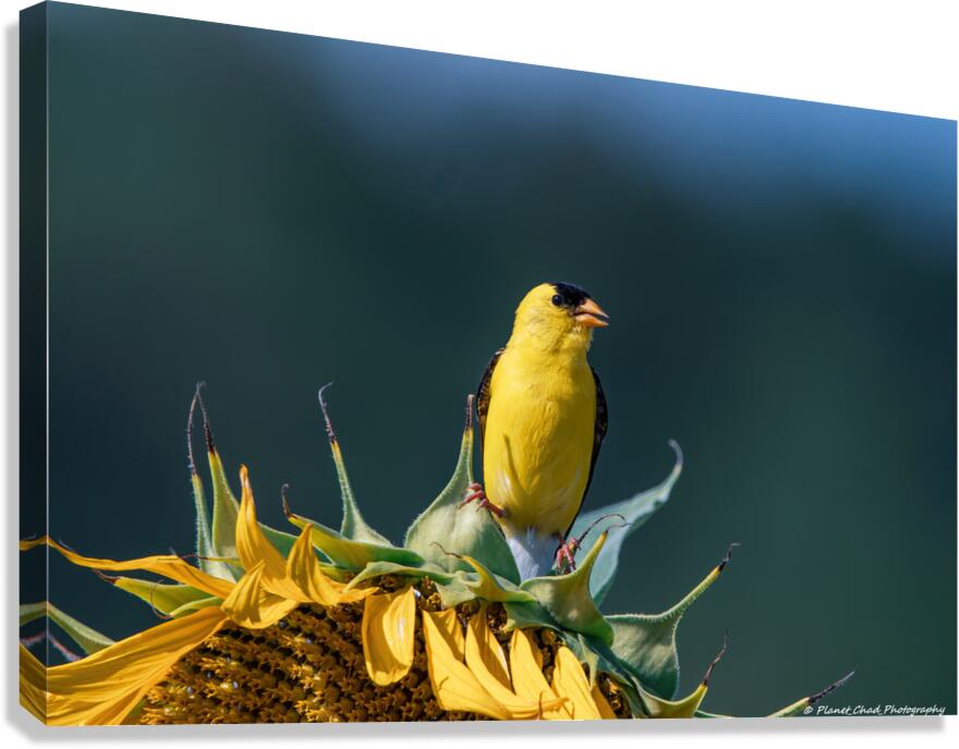 American Goldfinch - Sunflower Pose  Canvas Print